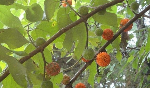 农村一树上长着毛茸茸的果实，被称为肾宝，摇身一变成为发财树