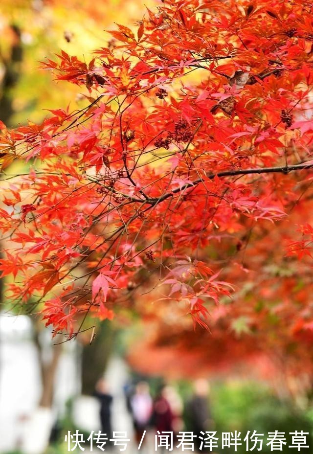 杭州:灵隐路一路飘红 赏红叶已入佳境