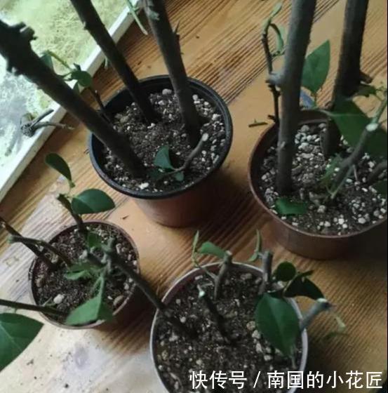 『三角梅』这3种花太贵,别再买了,剪几个枝就能扦插几十盆