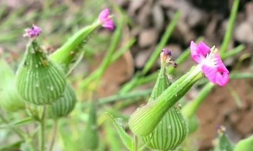  「药草」生长在麦田里的野草，是一种好的药草，遇见可以采摘回家！