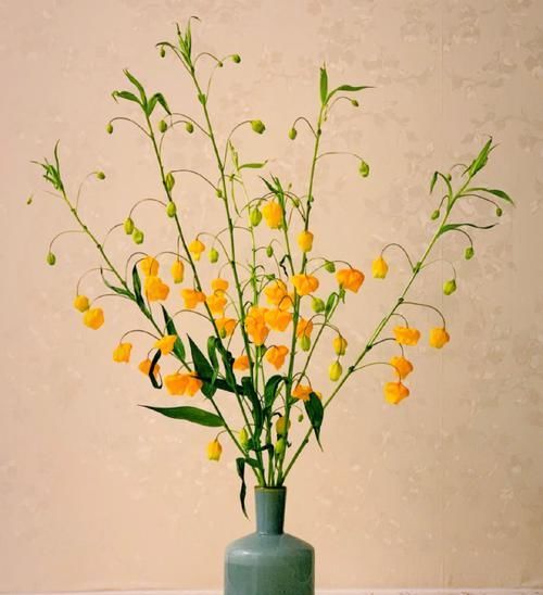  #稀少#号称是鲜花中的爱马仕，枝干上挂满了一盏盏小宫灯，数量稀少且价格奇高