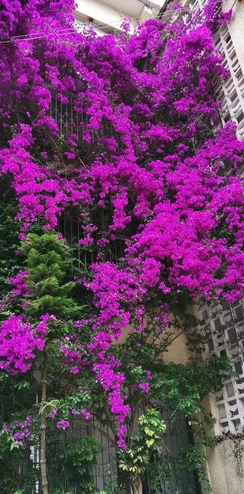  『三角梅』有院子的话，一定养这花，开花大又香！
