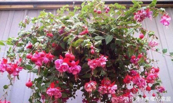  「度夏」教你4步养好倒挂金钟，不黄叶不烂根，轻松度夏，挂满“红灯笼”