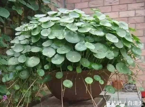  『盆土表面干』就是这5种花，越浇越水爆盆，一缺水马上就蔫了，怪不得总养不好