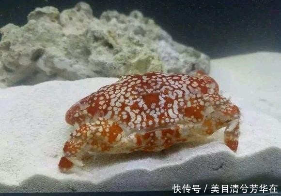 不仅难看还有毒!海边度假,看到这种螃蟹不能抓!