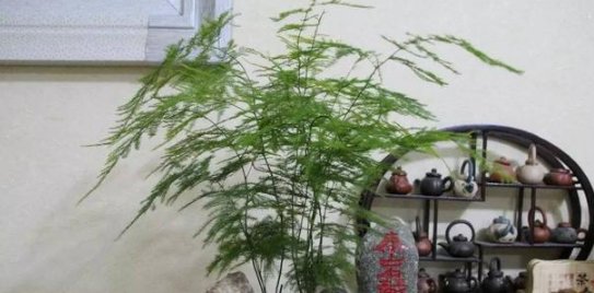  [增加植物]文竹浇水时加点“料”，保证叶片绿油油，从此不再黄叶、干枯！