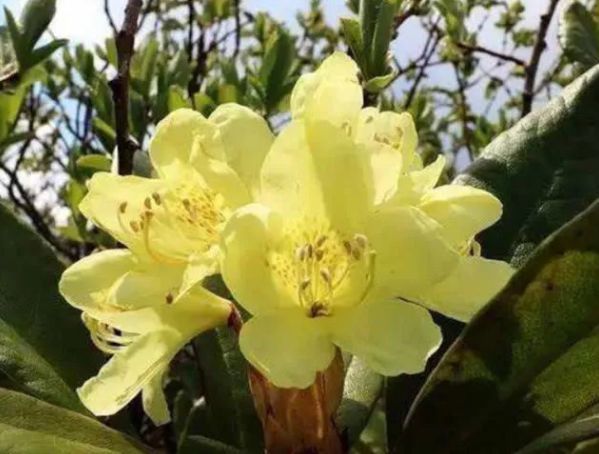 农村一种草，被誉为“神草”，夏天驱蚊不输蚊香，你认识吗？