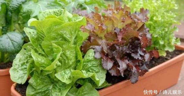 蔬菜:这3种“自种菜”发芽快,放在阳台正合适,想吃直接掐一把