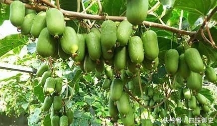  #一棵树#一棵树结不到100斤，果实比蜜甜，上市卖50仍抢手，果农