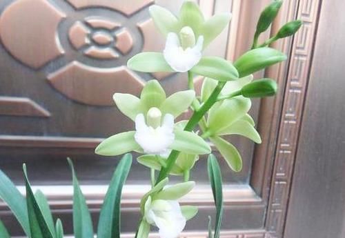 「极具」被誉为是最香的兰花品种，极具仙气，花色艳丽，比香水还香