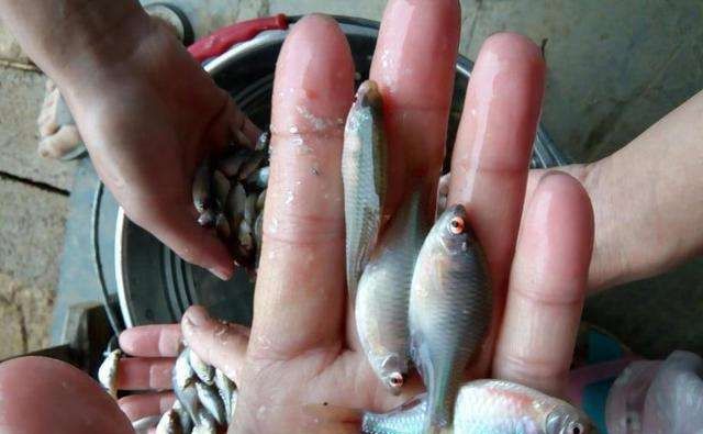  『肚子』小时候最讨厌钓到鳑鲏鱼, 离水几分钟就会烂肚子