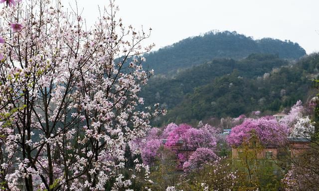 李子柒家乡绵阳风情