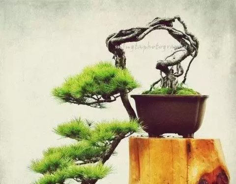 一组悬崖盆景佳作欣赏 可上九天揽月 可下五洋捉鳖