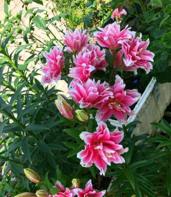 「老远」小姐姐在院里养了1种花,开花超漂亮,老远就闻到香,太赞