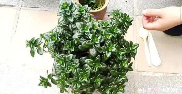  「技巧」它比金边吊兰漂亮，1个修剪小技巧，长势快，开花不断，花繁叶茂
