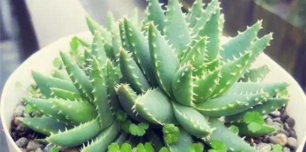  【正确】教你正确给植物浇水，植物浇水是关键，学会这些就好了