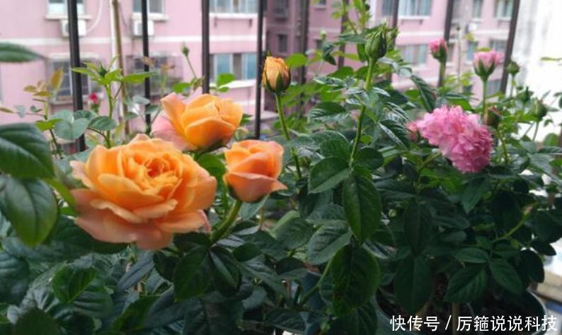 「懒人」“3种花” 最适合懒人养,越不管长得越旺,管的勤快黄叶又烂根!