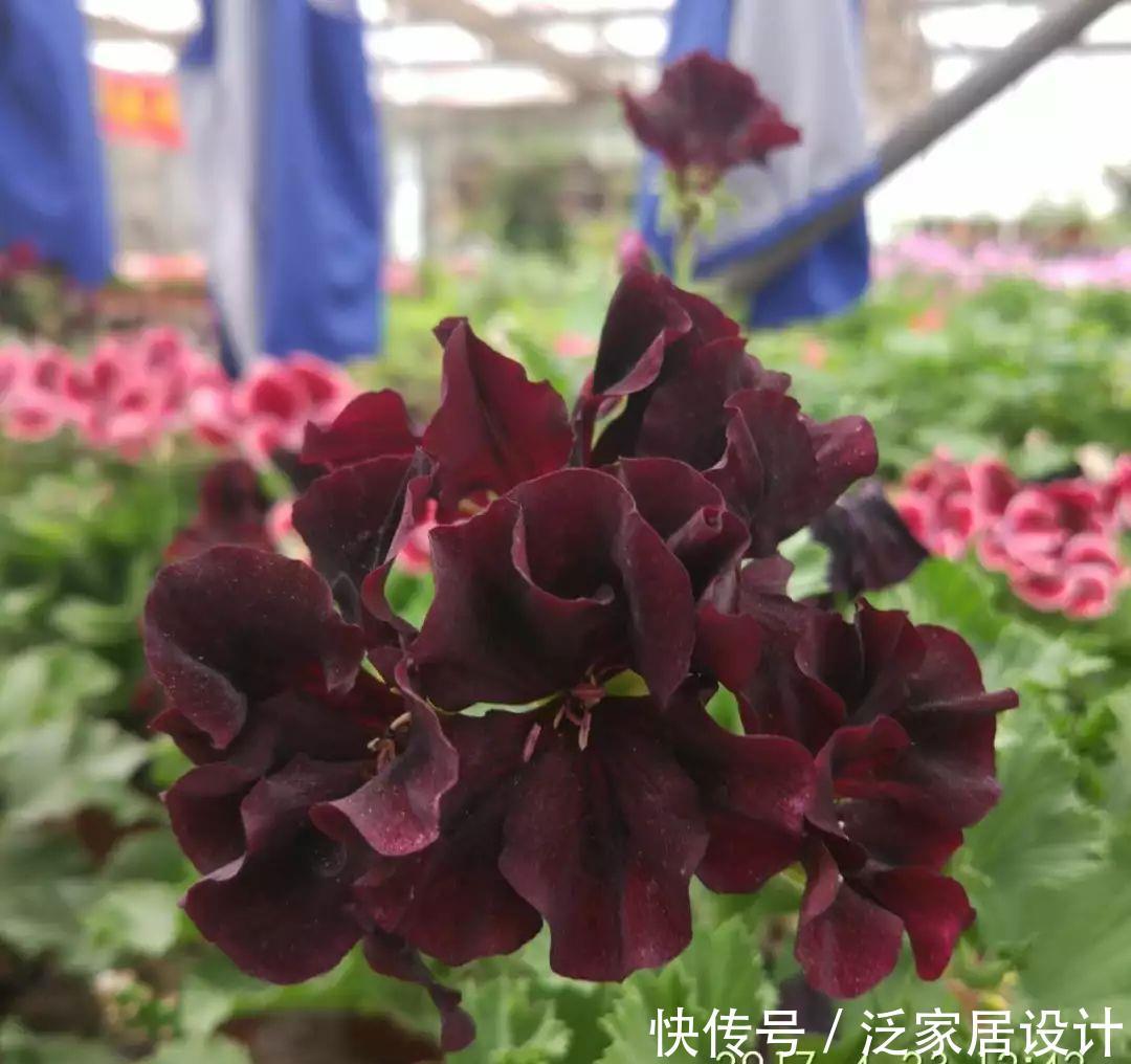  每种■110种天竺葵，每种都超美，看看你认识多少种？