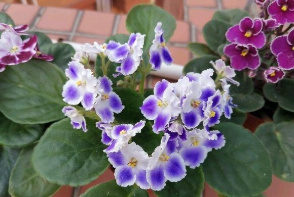  『爆花』非洲堇全年开花，典型“爆花”品种，想要开花多，这2点是关键