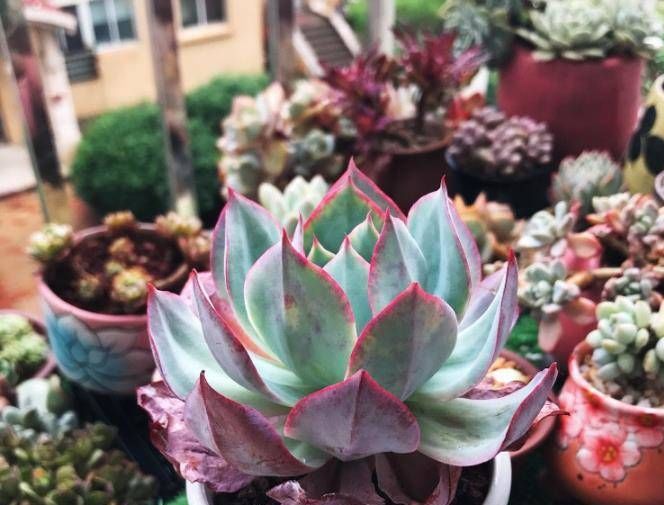  『种植』多肉植物发芽生根了怎么种植