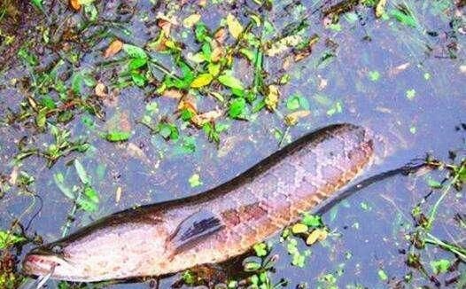 #对后代的保#被称为钓黑鱼最正统的钓法,垂钓时鱼获多多,但是却被大骂缺德