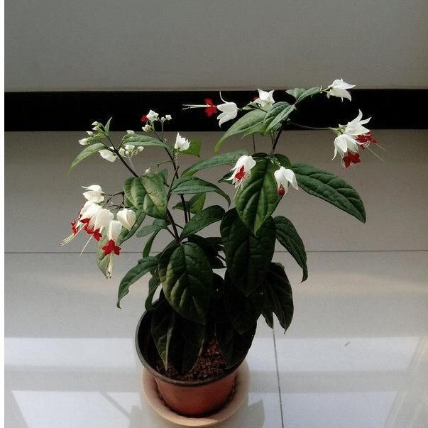  『有花赏』?盆栽新宠，花型奇特，漂亮又好养，家里种一棵，四季有花赏