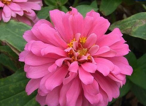  特别■家里客厅就养此四款花卉，好看养眼，开花美艳迷人，特别容易爆盆