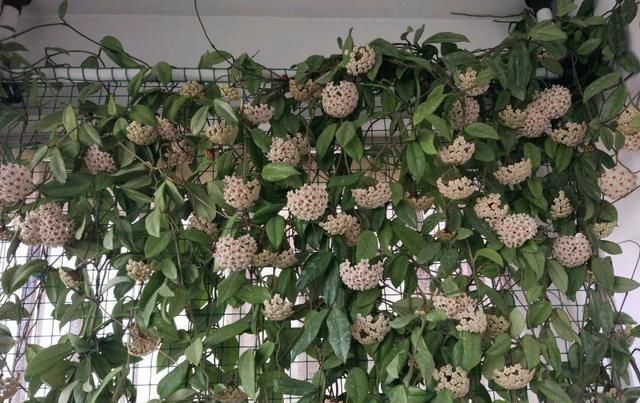  [窜成]18种花，挂窗台窜成绿窗帘，天热了遮阴真凉快！