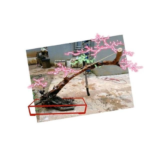 【给出】雀梅盆景桩头的蜕变,真是越来越喜人,看盆景大师给出的涂鸦建议
