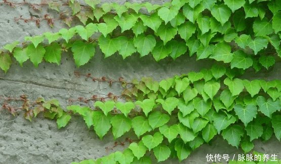  「高架桥」中国的高架桥下为什么要种爬山虎有何用处看完解开多