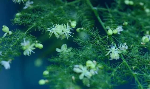  养护@文竹开花是大凶？完全是“扯蛋”，满足3个小要求，白花开满盆