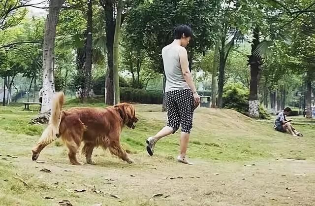 网传异烟肼只毒狗，对人无害，这是真的吗?一次讲明白