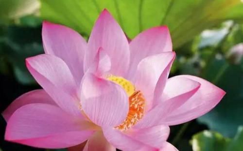 「花朵」5款艳美的花卉,花大色艳花期长,盛开时繁花似锦