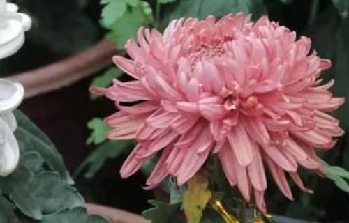 #喜欢#喜欢菊花，那就养”高端名菊“大方红云，如粉嫩美姬，雍容华贵
