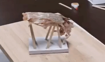  鱼化石■中国古生物学原来这么牛？她来告诉你
