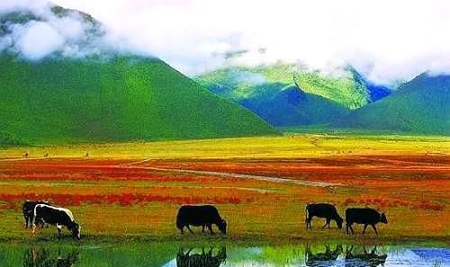 再过几天，中国这个地方又要美哭全国了，即将变身绝美的天上花海