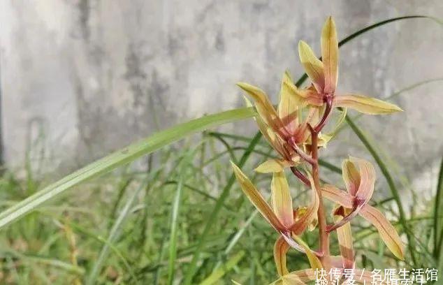  「顺利」下山兰当年不能开花？跟着我操作，保证可以顺利开花