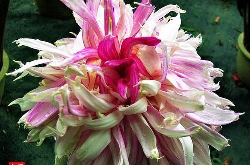 「满月」喜欢菊花,就养盆“珍稀名菊”乐天红,似粉嫩少女,花型似满月
