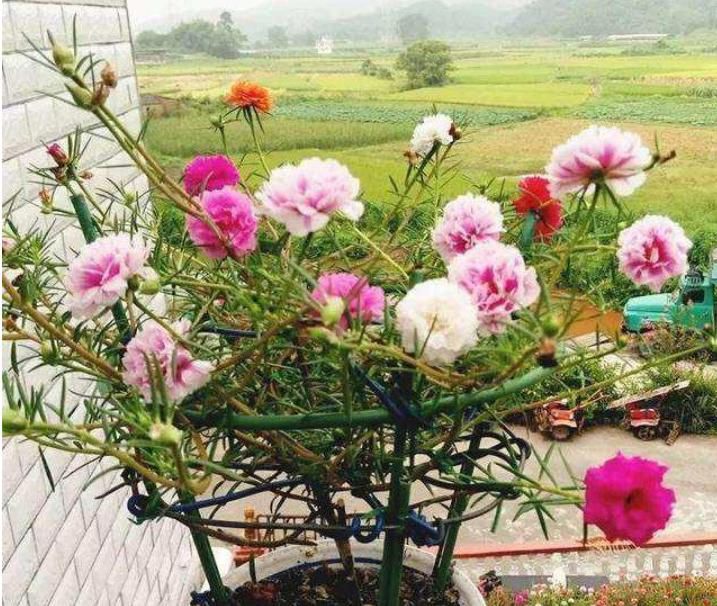  『随便』春天“4种花”随便养，长得快开花多，阳台养成“小花园”！