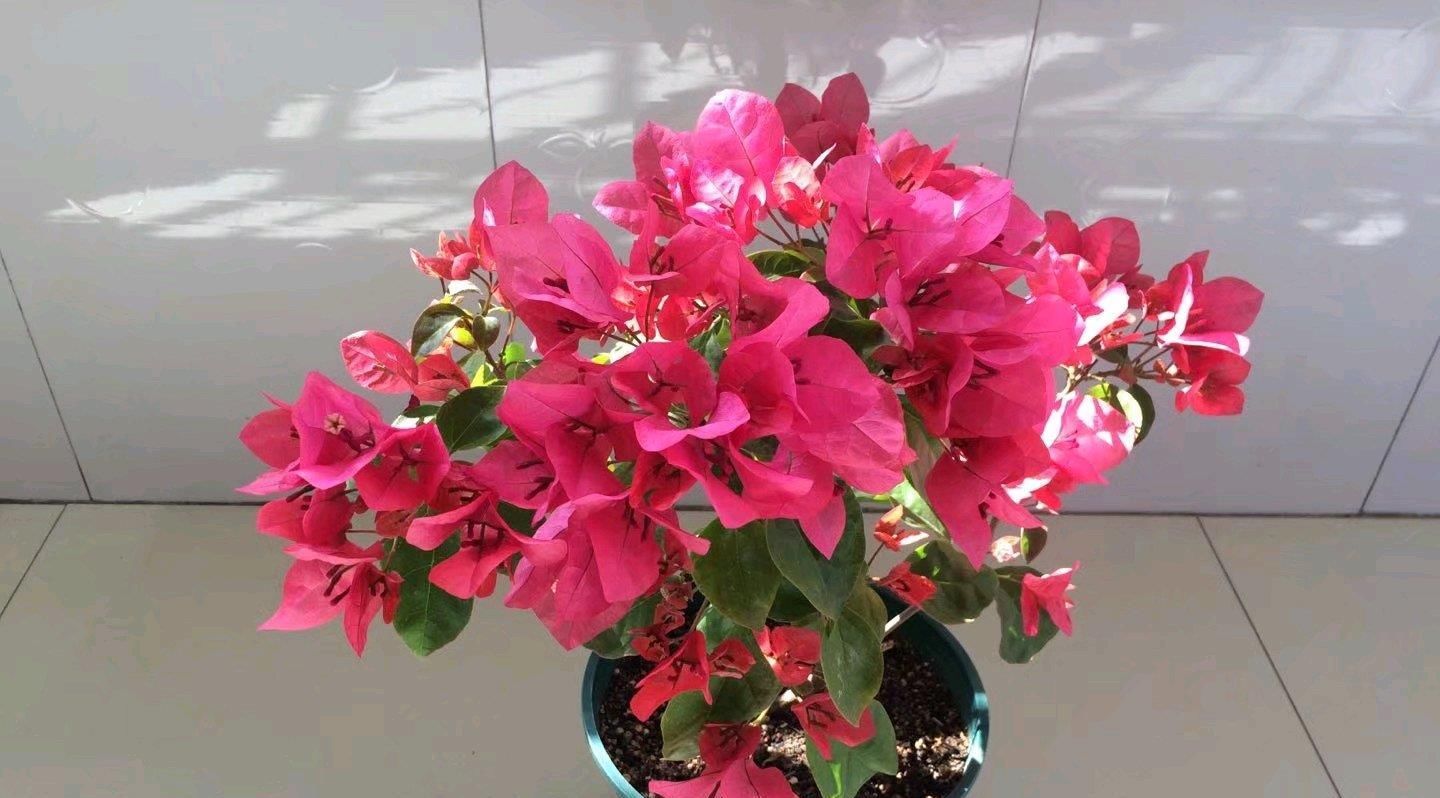 『这款』夏季养花选这款,天气越热,花开越美,花期长,能给你一片花海!