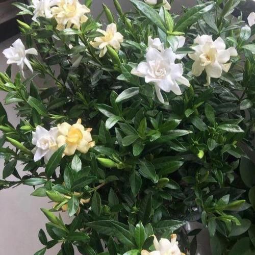  田园：新买的盆栽，带着“田园土”，开完花，洗个澡，才能活的长