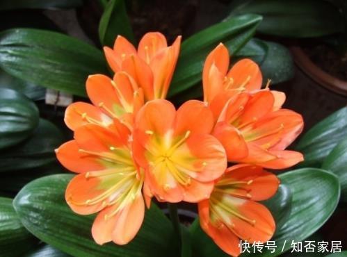 『经验』这4种花没经验的别瞎养，新手很难养活，很多“高手”都放弃了