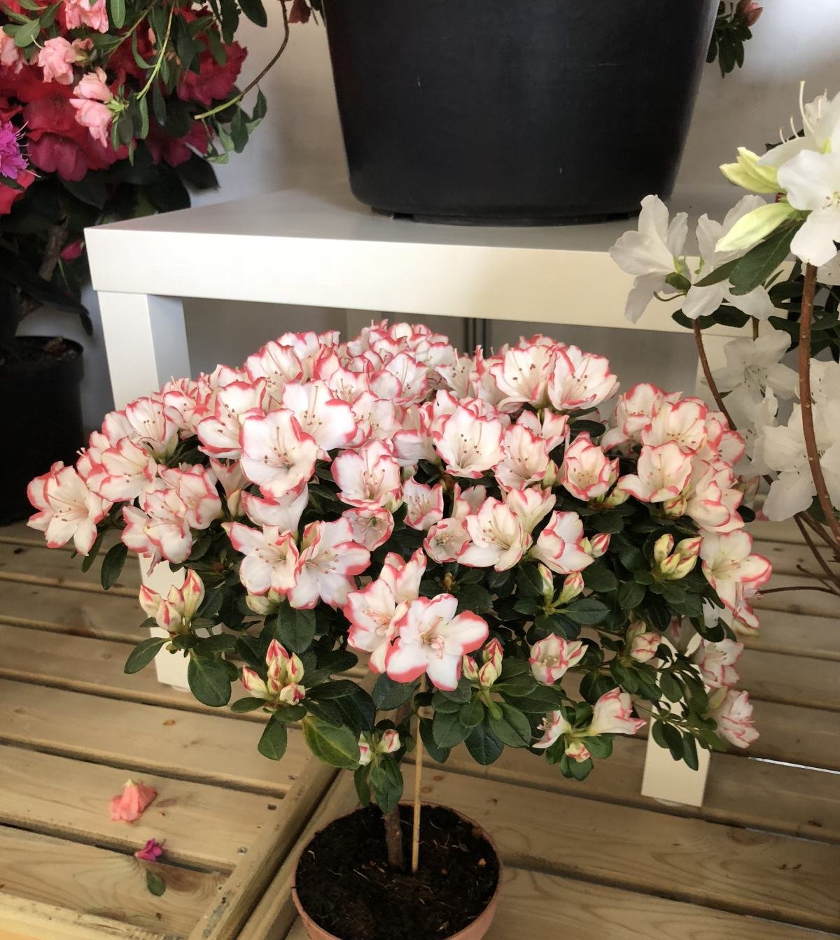  #死翘翘#2种公认难养的花,浇水要浇对,不然很快死翘翘