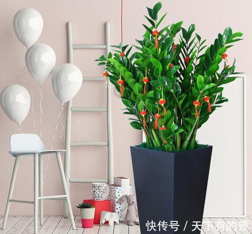 储水■客厅养花,聪明人选这4种,自带储水器,耐旱又大气,旺人又旺宅