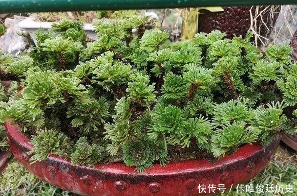  【花盆】农村1种野草像“云竹”，一分钱不花，捡回家做“盆景”高颜值
