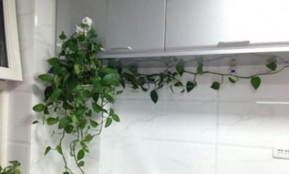  吸取|适合养在厨房的几种植物，吸取油烟全靠它，居家必备！