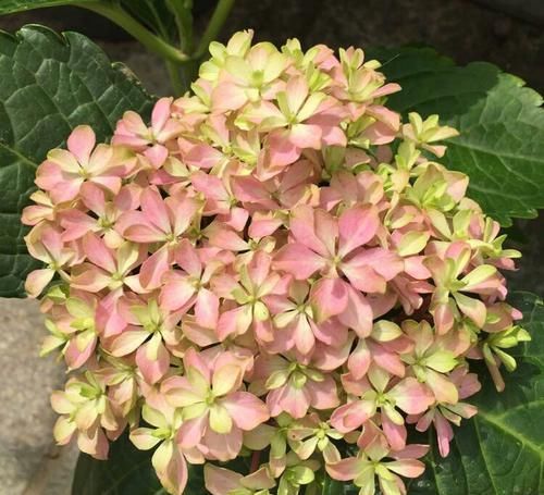  『枯萎』绣球花谢花后老枝条上的叶芽为什么枯萎不展开？好多人都犯的错