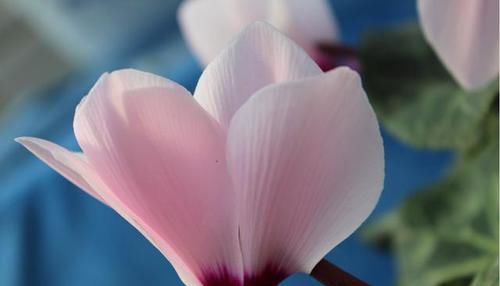 「不妨」觉得花卉开花很难?不妨尝试一下此三种,花大色艳爆盆简单,好养