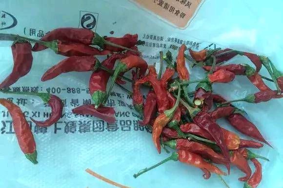  #辣椒#1把辣椒种子撒盆里，1年结果好几斤，一家人都吃不完！