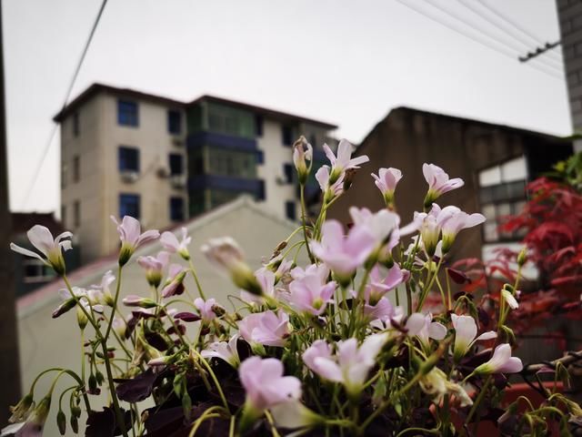  「宅基房」奉贤东部也有一个“沈家花园”320多盆花卉开门迎客